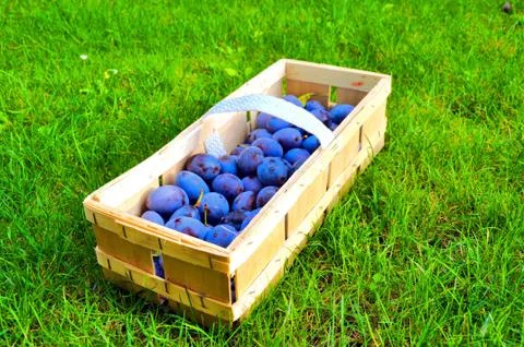 The Plum basket Stock Photos