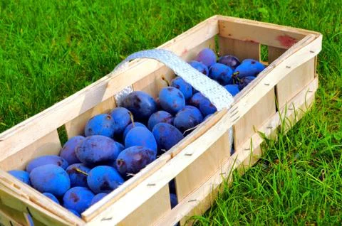 The Plum basket Stock Photos