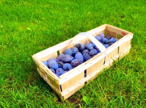 The Plum basket Stock Photos
