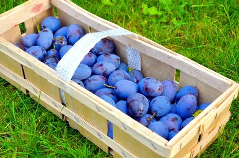 The Plum basket Stock Photos