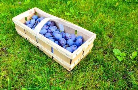 The Plum basket Foto stock