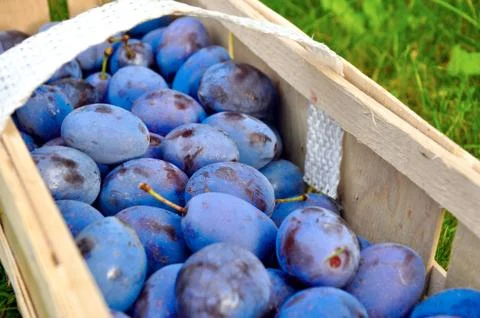 The Plum basket Stock Photos