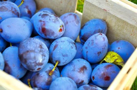 The Plum basket Stock Photos