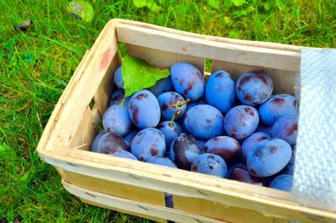 The Plum basket Stock Photos