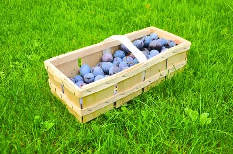 The Plum basket Stock Photos