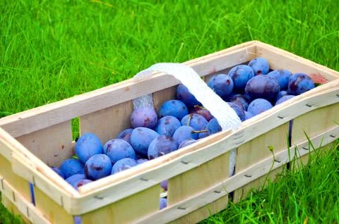 The Plum basket Stock Photos
