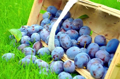 The Plum basket Stock Photos