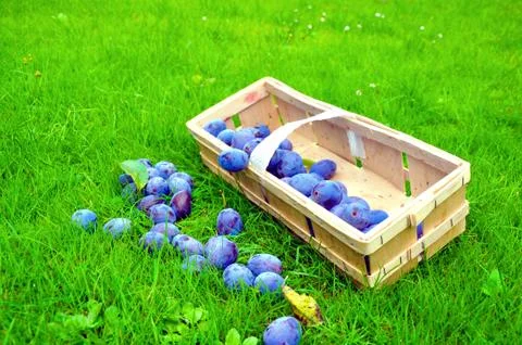 The Plum basket Stock Photos