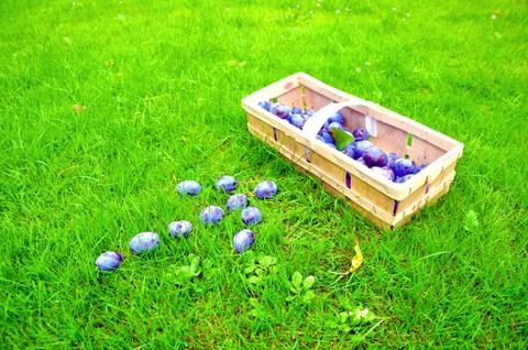 The Plum basket Stock Photos