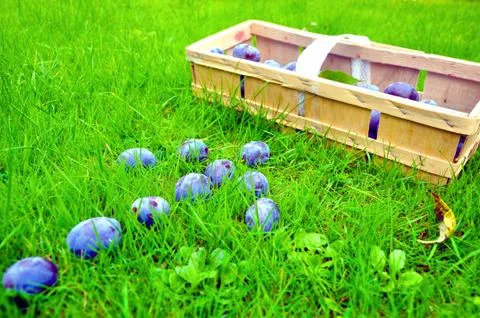 The Plum basket Stock Photos