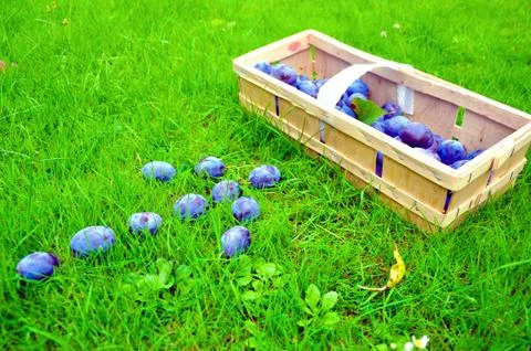 The Plum basket Stock Photos