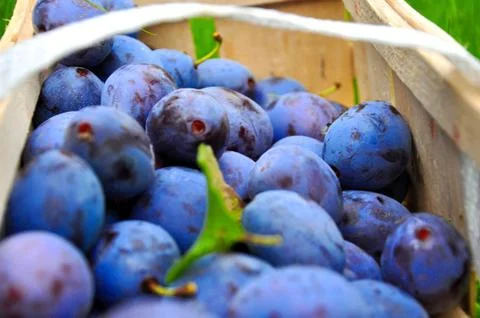 The Plum basket Stock Photos