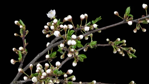 Plum blooms in spring. Time lapse. Isolated on black background. Stock Footage 107181560