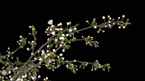 Plum blooms in spring. Time lapse. Isolated on black background. Stock Footage 107181664