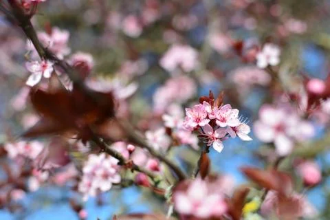 Plum Blossom, Cherry Blossom Stock Photos
