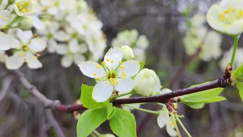 Plum blossom close up Stock Footage 308807484