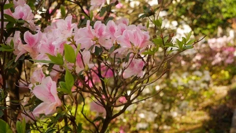 Plum Blossom Flowers Stock Footage 87597375