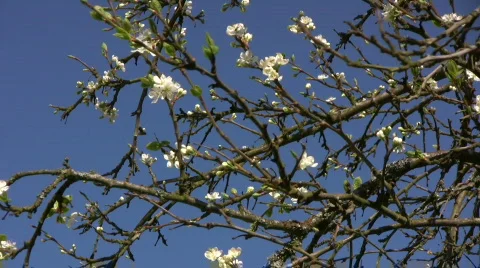 Plum blossom Stock Footage 582806