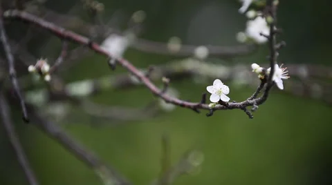 Plum Blossom Stock Footage 48751887