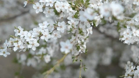 Plum blossom. Video stock 107562870