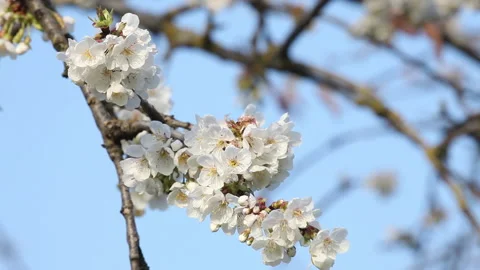 Plum blossom Stock Footage 148550139