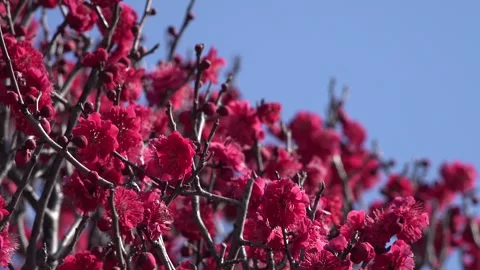 Plum Blossom Vidéo 332749153