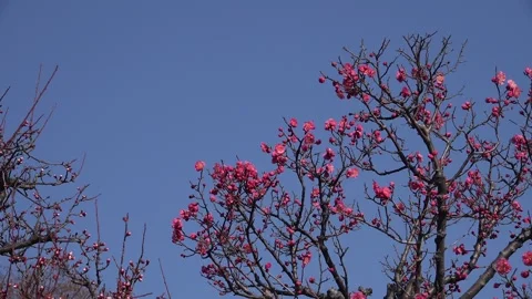 Plum Blossom Stock Footage 332749357
