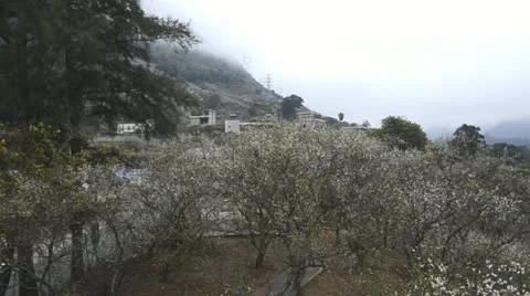 Plum blossom forest Stock Footage 12015380