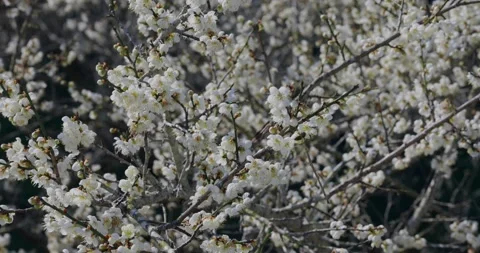Plum blossom in full bloom Stock Footage 233190288