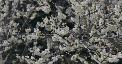 Plum blossom in full bloom Stock Footage 233190294