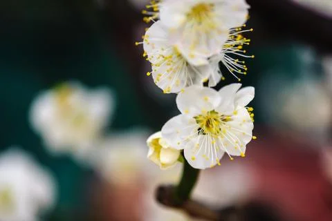 Plum blossom Stock Photos