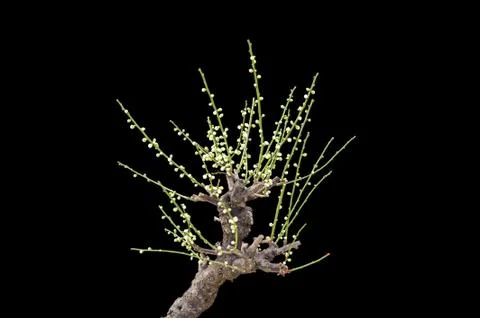 Plum blossom Stock Photos