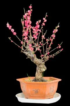 Plum blossom Stock Photos