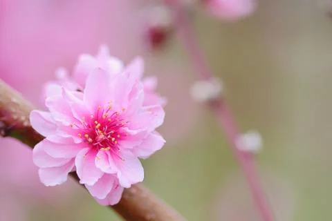 Plum blossom Stock Photos