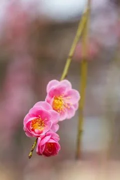 Plum blossom Stock Photos