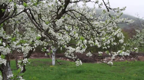 Plum blossom in spring Stock Footage 40341359