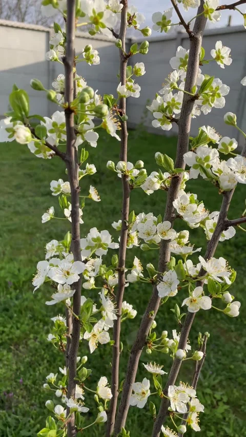 Plum blossom in spring in the garden Stock Footage 239672307
