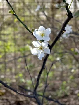 Plum Blossom in Spring on a Tree Branch With Green Background and Brown Tones Stock Photos