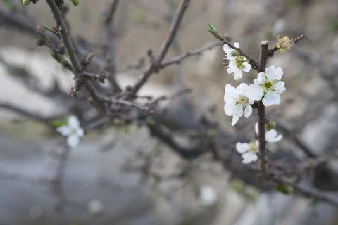 Plum blossom on the tree Stock Photos