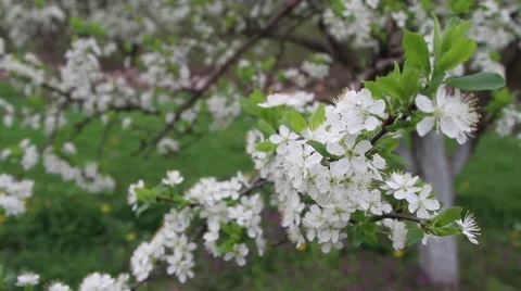 Plum blossom tree in spring Stock Footage 40341291