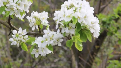 Plum Blossom Tree Wind Close Up Stock Footage 128987252