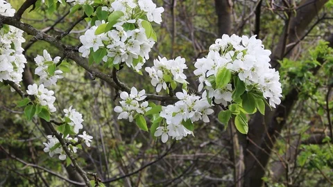 Plum Blossom Tree Wind Stock Footage 128987235