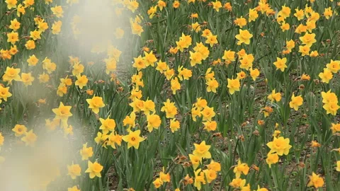 Plum Blossoms and Daffodils Stock-Footage 324954830