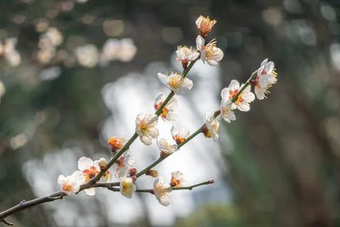 Plum Blossoms Bloom on Branches in Spring, Full of Vitality Under the Warm Sun Stock Photos