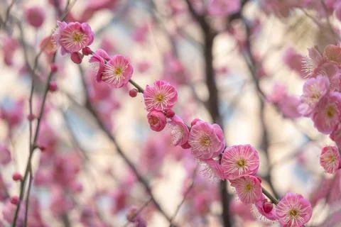 Plum Blossoms Bloom in Spring Stock Photos