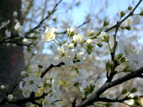 Plum Blossoms Bloom in Spring Under a Clear Blue Sky in a Garden Setting Stock Photos