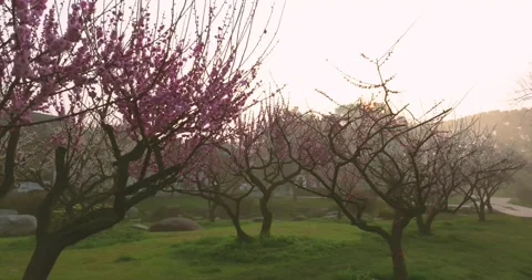 Plum blossoms bloom in spring in Wuhan East Lake Plum blossom Garden Stock Footage 237316209