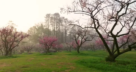 Plum blossoms bloom in spring in Wuhan East Lake Plum blossom Garden Stock Footage 237316214