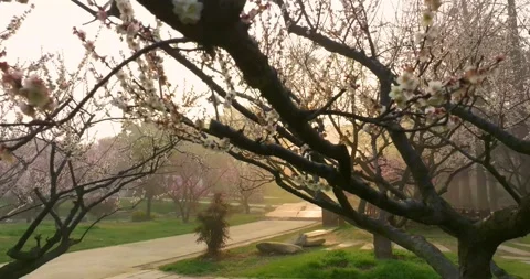 Plum blossoms bloom in spring in Wuhan East Lake Plum blossom Garden Stock Footage 237316264