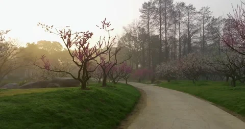 Plum blossoms bloom in spring in Wuhan East Lake Plum blossom Garden Stock-Footage 237316318